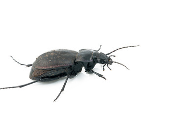 Beetle