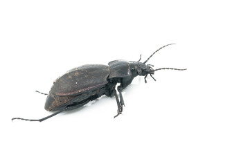 Beetle