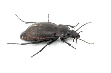 Beetle