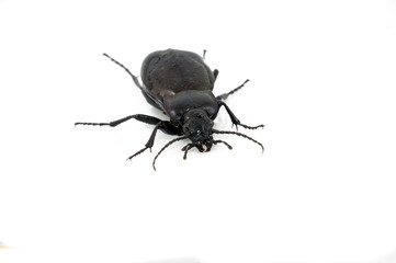 Beetle