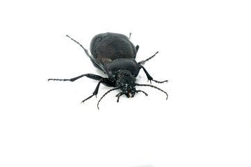 Beetle