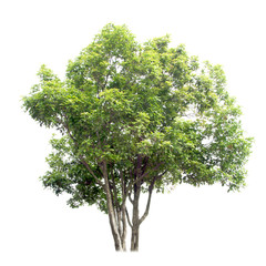 Sweet osmanthus tree