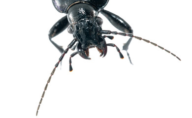 Beetle