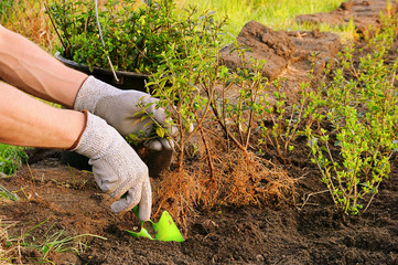 Hecke pflanzen - planting a hedge 01