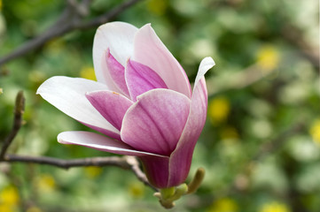 Fototapeta premium Magnolia