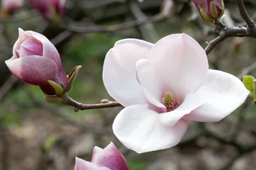 Photo sur Aluminium Magnolia Magnolia
