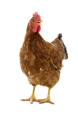 poule sur fond blanc