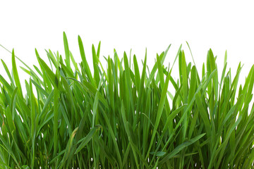Fototapeta na wymiar fresh spring green grass isolated on white background