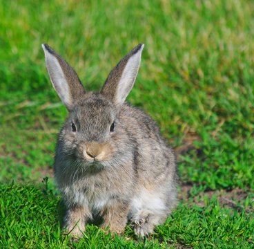 fluffy rabbit on the green grass