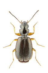 Syntomus pallipes