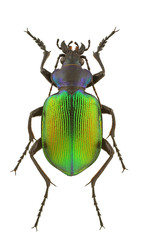 Calosoma sycophanta