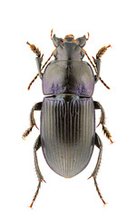 Harpalus dimidiatus