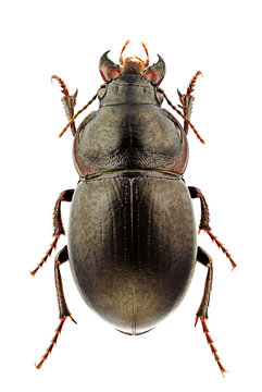 Zabrus tumidus