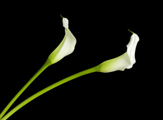 zwei Calla Lilien vor schwarzem Hintergrund