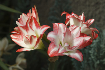 Gipeastrum flowers bouquet - like