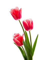 Rote Tulpen mit wei脽em Rand