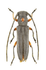 Phytoecia virgula