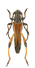 Fototapeta premium Stenopterus atricornis