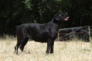 Fototapeta premium italian corso dog - cane corso - perro corso italiano