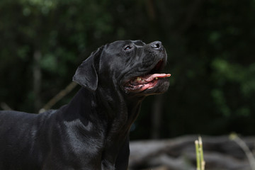 portrait du cane corso au regard fidéle