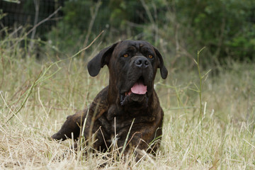 cane corso allongé de face