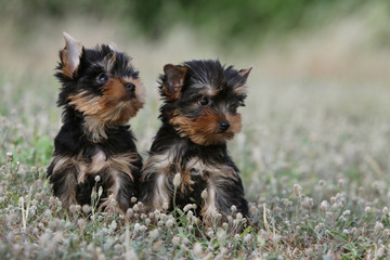 deux jeunes chiots yorkshire terriers