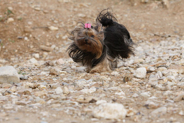 course du yokshire terrier sur les cailloux