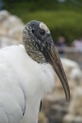 waldstorch