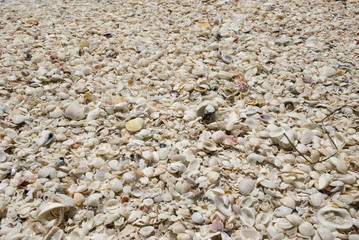 strand voller muscheln