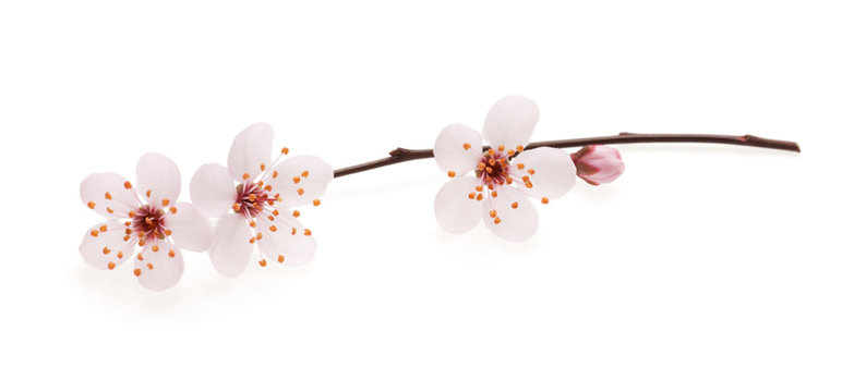 Branch of Japanese cherry with blossom, isolated on white