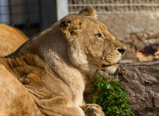 Lioness