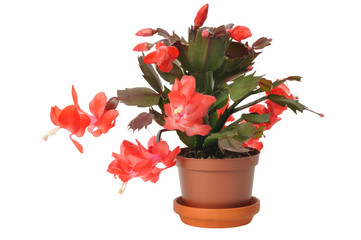 Christmas Cactus