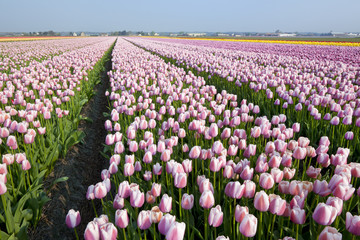 Dutch tulipfields in springtime