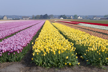 Dutch tulipfields in springtime