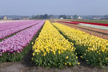 No drill light filtering roller blinds Tulip Dutch tulipfields in springtime