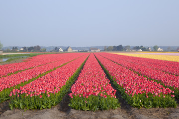 Dutch tulipfields in springtime