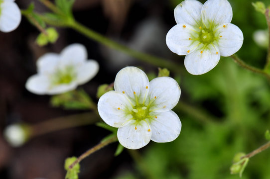 Wei&szlig;er Steinbrech - Saxifraga