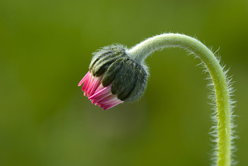 pink daisy © fotografaw