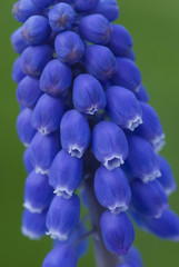 grape hyacinth