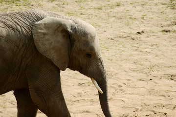 młody słoń w zoo