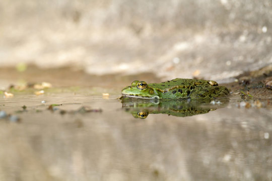 Grenouille verte et son reflet (rana esculenta)