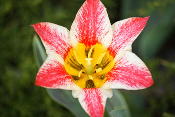 red-white unique tulip