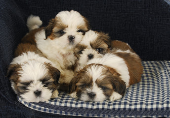 litter of puppies