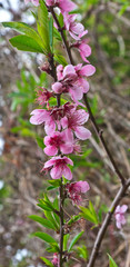 fleurs de pêcher