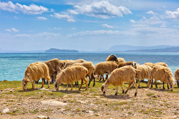 Sheep in a flock near the ocean