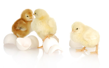 newborn chicks