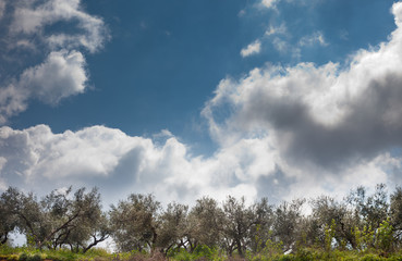 Olive trees trying to reach the sky