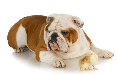 Fototapeta premium unusual friends