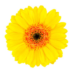 Yellow Gerbera Flower with Orange Center Isolated