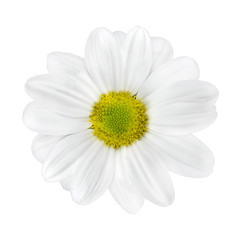 Fototapeta premium White Dahlia Flower with Lime Green Center Isolated